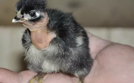 Первые дни жизни цыплят: как правильно кормить и поить