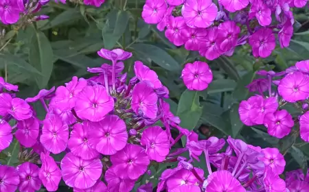 Флоксы: как ухаживать и что полезно для этих цветов