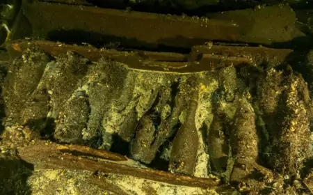 Дайверы нашли затонувший корабль XIX века с шампанским и минеральной водой