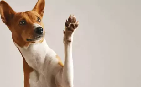 Испытывают ли собаки чувство благодарности