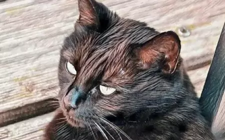 Одна ночь из жизни ведьмы. Рассказ