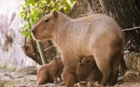 В зоопарке Брно пополнение