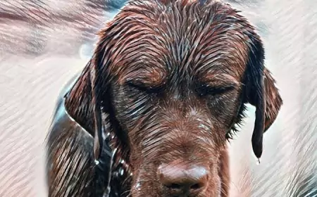 История о собаке под окнами школы.