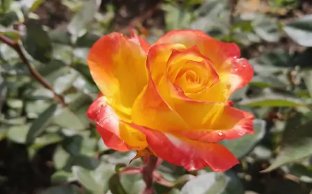 Прощание с летом