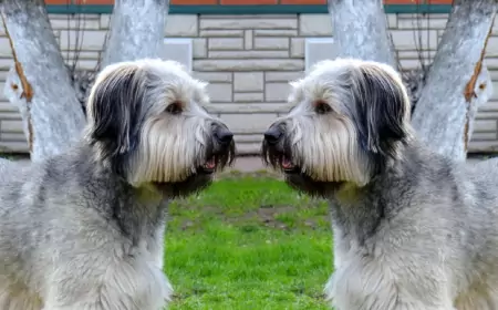 Мой любимый клон. Вторая жизнь домашних питомцев