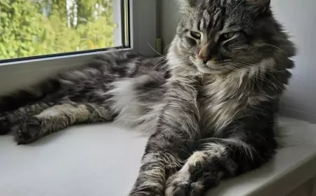 О котах и собаках