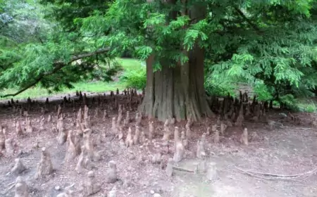 Вечнозеленый контент: секреты успеха для устойчивого роста