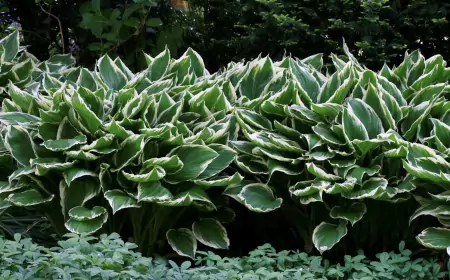 Нужно ли обрезать хосты осенью? Как эта задача поможет сохранить ваш сад ухоженным и безвредным для вредителей