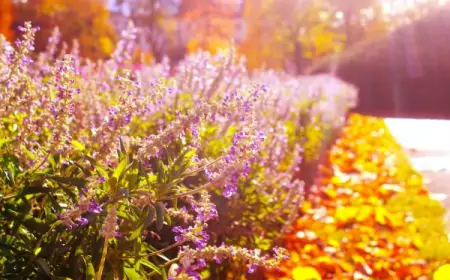 Золотые моменты: влияние осени на настроение человека