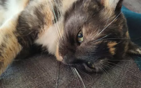 Реакция моей кошки Бэськи на новый AI: Пушистый друг и технологии