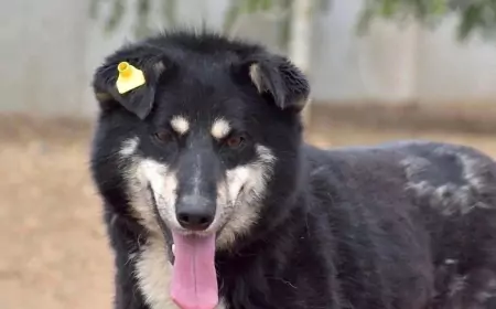 В поисках дома шебутной и эмоциональный парень - ДЖОКЕР