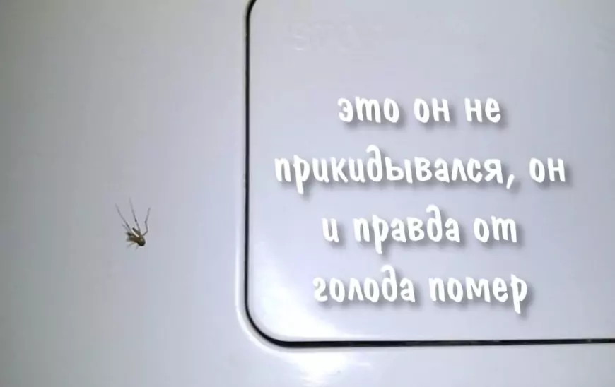 Как у жадного итальянца я голодала, а комары дохли