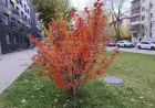 Осенние шедевры: прогулка по ярким осенним улицам