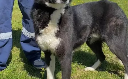 Невероятной красоты пёс живёт в муниципальном приюте