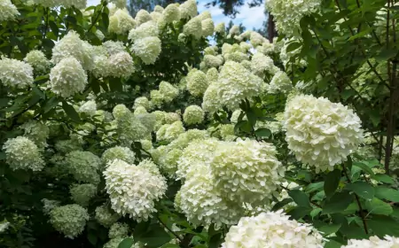 Как защитить гортензии от зимних морозов — 4 простых шага