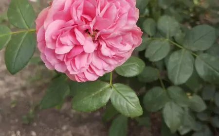 Пришло ли время нашим поуехавшим возвращаться в Донецк и можно ли надеяться на их возвращение