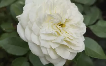 С сегодняшнего дня в Донецке запретили курение в общественных местах. Но станет ли у нас меньше курильщиков