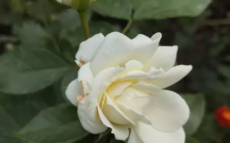 Сегодня в Донецке. Очень ранее очень громкое утро