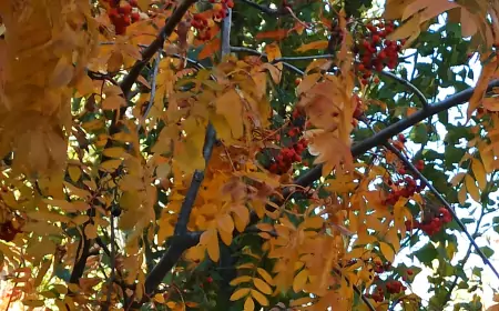 Гений не без порока