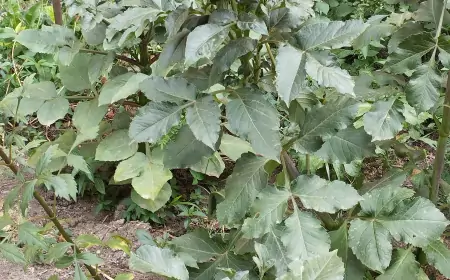 "По 250 рублей с квартиры". В Донецке жильцы многоэтажек собирают деньги на обслуживание и ремонт тепломеров