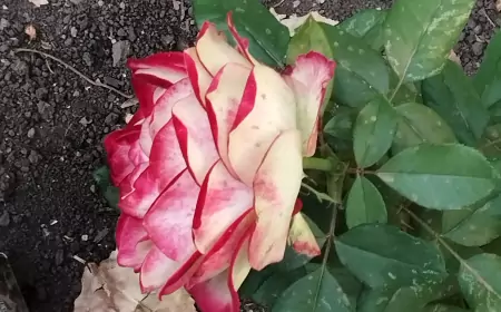 Громкое утро в Донецке сегодня