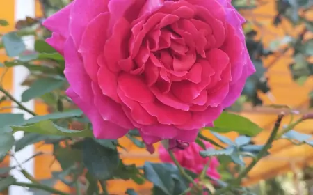 Всего за неделю "Купол Донбасса" отбил атаки 121 беспилотника ВСУ над Донецком и Макеевкой