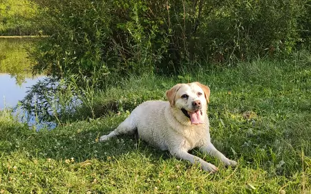 Как лабрадор Бьюша изменил нашу жизнь