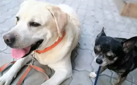 И вновь про моську и слона