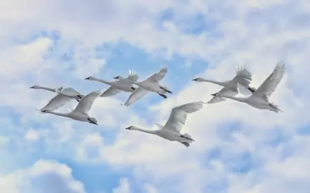 22 октября – День белых журавлей