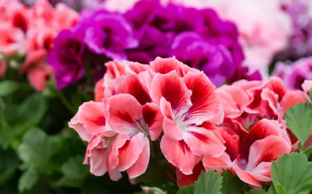 Как подготовить герани к зимовке: 6 простых шагов до наступления холодов