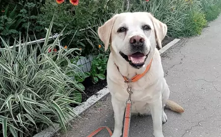 Как лабрадор Бьюша привнесла гармонию в нашу семью