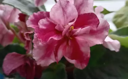 Комнатное растение фиалка(сенполия) уход, разведение и разновидности цветов.