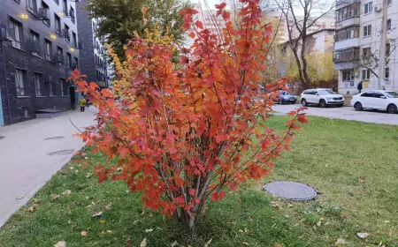 Осенние шедевры: прогулка по ярким осенним улицам