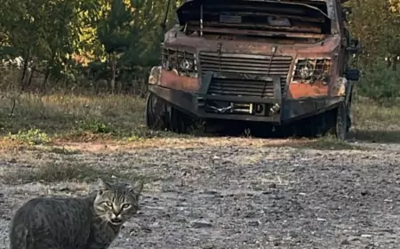 Свежие новости с СВО на 01.11.2024: видео освобождения н.п. Шахтерское