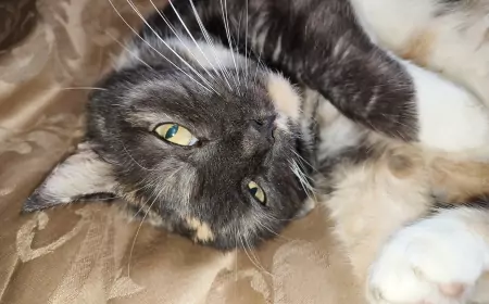 Путешествие Человека в поисках кошки-души