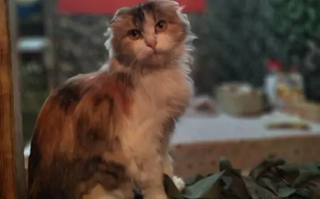 Свежая сводка СВО от Юрия Подоляки на 09.11.2024: Прорыв обороны ВСУ на Курском направлении