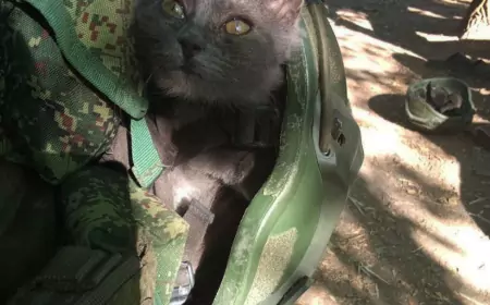 Свежая сводка СВО от Юрия Подоляки на 10.11.2024: Ситуация в Курской области на сегодня