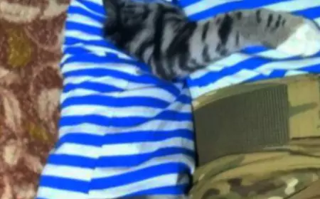 Последняя сводка СВО от Юрия Подоляки на 13.11.2024: Противник начал отход южнее Курахово...