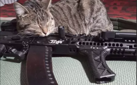 Хорошие новости СВО на 14.11.2024: Неожиданный прорыв армии России в Купянск