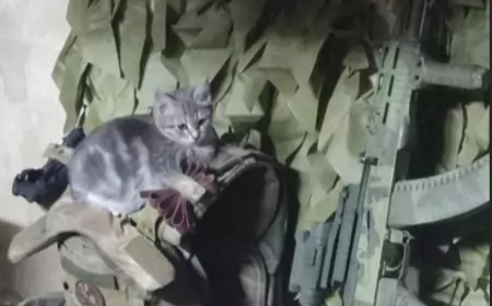 Оперативная сводка СВО на утро 20.11.2024: Мощный прорыв армии России в Курахово