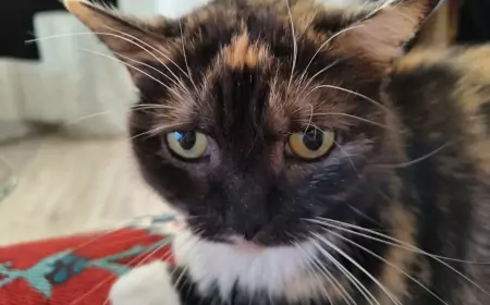 Вечерний ритуал: как моя кошка Бэська помогает мне расслабиться и заснуть