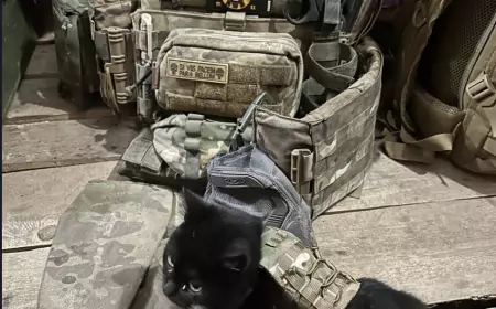 Последняя сводка СВО от Юрия Подоляки на 24.11.2024: Штурм Часова Яра