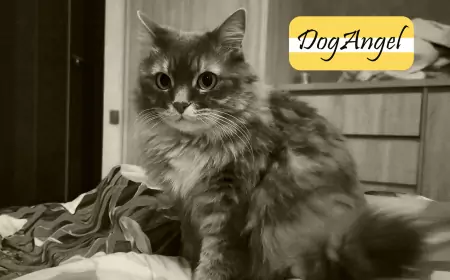 Предыстория. Маняха требует отдать ей этот канал...