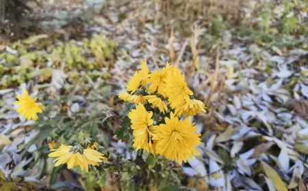 Волшебство последних дней ноября: каждый момент имеет значение