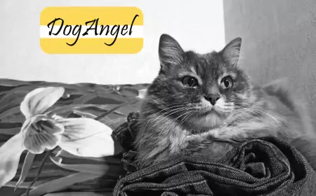 Кошка и собака. Взгляд с точки зрения кошки Маняшки