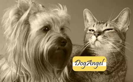 Новая бизнес идея йорка Митрича