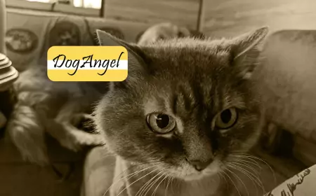 Бизнес идея Митрича заканчивается конфликтом