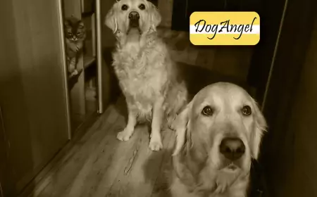 Пока курица трезвая. Кошка провоцирует собаку