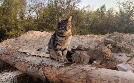 Новости СВО 30.11.2024 года: Подоляка Юрий последний выпуск по фронтам сегодня