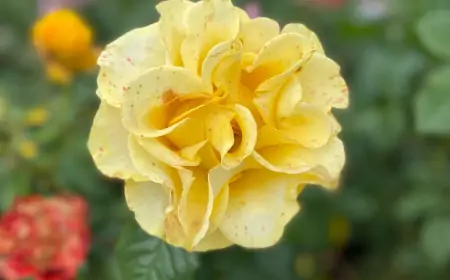 Как же я люблю такие песни и такие концерты - это наша русская культура.